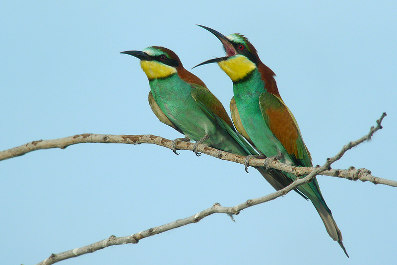 Gruccione in Digiscoping